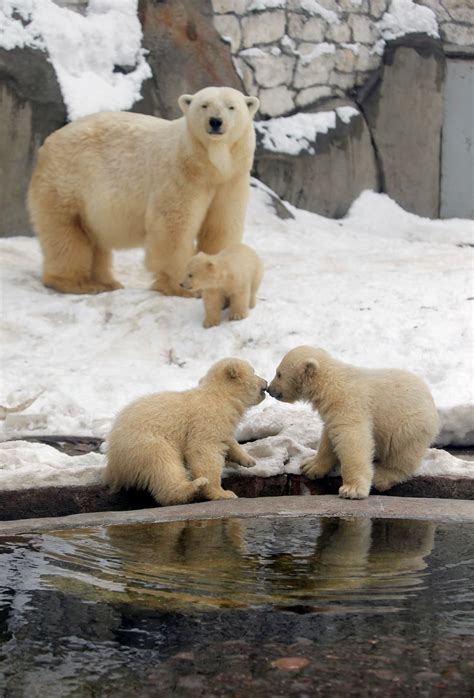 Polar Bear Cubs Moscow Zoo 小北極熊，莫斯科動物園。 Est100 一些攝影some Photos