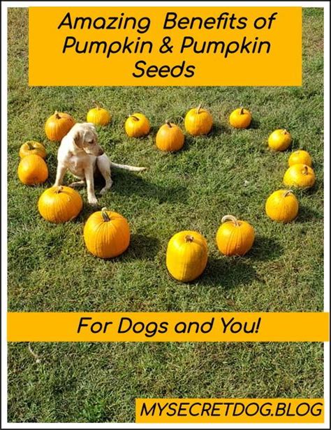 Animal Nutrition Articles