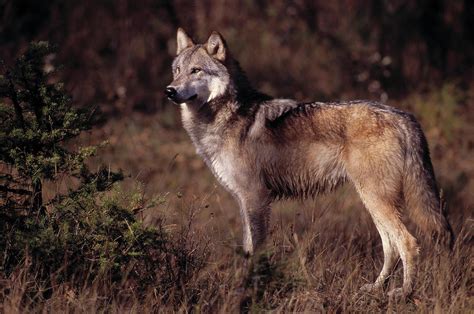 North American Grey Wolf Or Timber Wolf Photograph By Nhpa Pixels