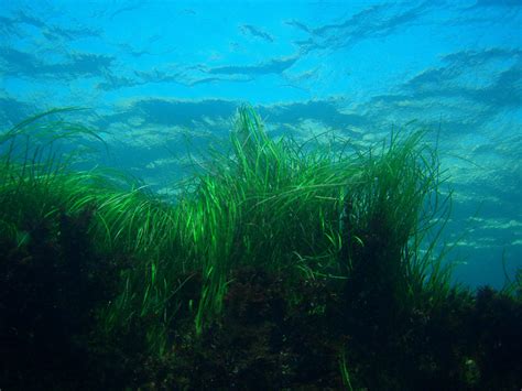 Plants Protecting Against Pathogens Seagrass Meadows Clean The Waters