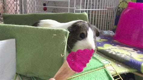 Guinea Pig Chew Toys Youtube