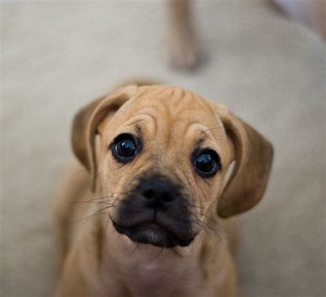 Can I Have This One Puggle Puppies Puggle Cute Dogs