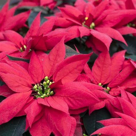 How To Prune A Poinsettia 3 Proven Tips Krostrade UK