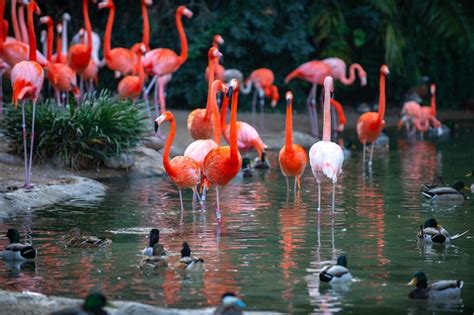 Premium Photo American Flamingo Flamingos Beauty Birds Group Of Flamingos