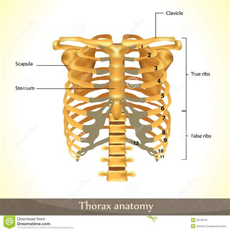 Thorax (plural thoraces or thoraxes). De anatomie van de thorax vector illustratie. Illustratie ...