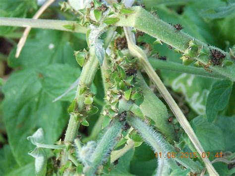Prepare a planting tray or small pots with soilless potting medium, such as a you can root many leafy plants from cuttings. Fact sheet - Tomato keeled treehopper (248)