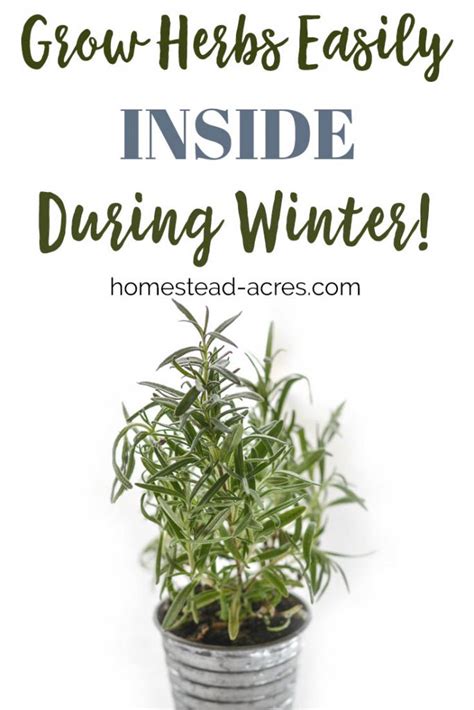 Growing Herbs Indoors Tips For Growing Herbs Indoors In The Winter