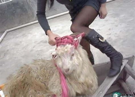 And it's quite literally killing the world's donkeys. Chinese Woman Killing A Goat - Chinese woman kills live ...
