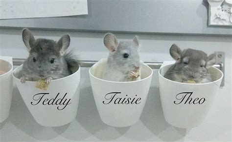 30 Baby Chinchilla Pictures That Will Simply Destroy You With Cuteness