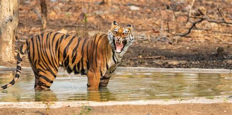 Un tigre real de Bengala que cría y crece también conocido como