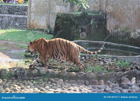 The Tiger Is In The Wildlife Park Stock Image Image Of Jungle