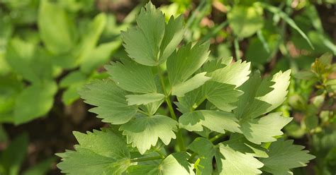 Maybe you would like to learn more about one of these? Lovage | ASPCA