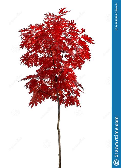 Autumnal Young Oak Tree With Red Leaves Stock Photo Image Of Growing