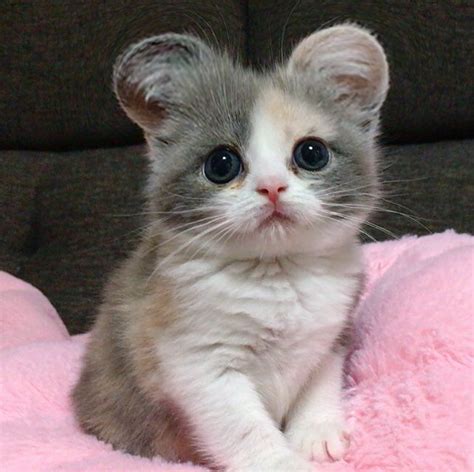 Oh, wie süß (mit Bildern) | Baby katzen, Katzen, Süße tiere Alle pixel sets enthalten die notwendigen pixelquadrate und basisplatten um das bild zu pixeln.