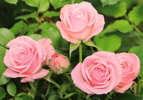 Spray Rose Collection — Eufloria Flowers Spray Roses Rose Flowers