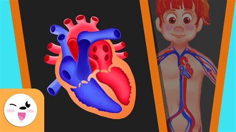 Proyecto Sistema Circulatorio Circulatory System Project Youtube
