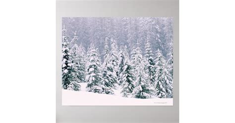 Snow Covered Pine Trees Poster Zazzle
