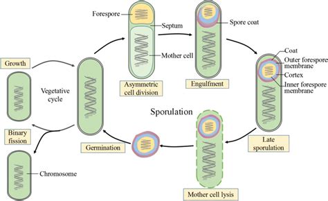 The Sporulation And Germination Cycle In B Subtilis Adapted From