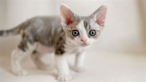 She writes about many subjects including pets, finances, crafts, food, home improvement, shopping and going green. Devon Rex - Price, Personality, Lifespan