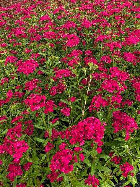 I have 3 everblooming mulberries and they took a whipping after the hurricanes in october. Dianthus Jolt Cherry | Bloom-Masters