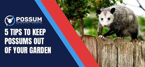 5 Tips To Keep Possums Out Of Your Garden Possum Removal Perth
