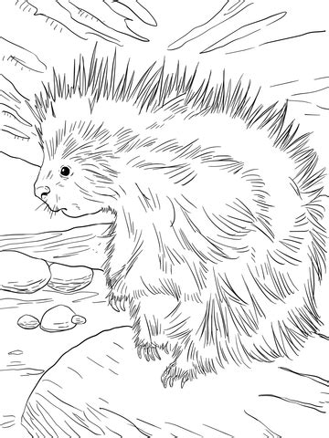 Print coloring page download pdf. Cute North American Porcupine coloring page ...