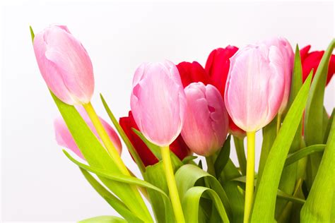 Free Images Nature Blossom Petal Bloom Tulip Bouquet Spring