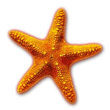 Zeesterren in dutch zeesterren in dutch étoiles de mer in french étoiles de mer in french ヒトデ／海星綱 in japanese ヒトデ／海星綱 in japanese INFO : Tapak Sulaiman | Info minda