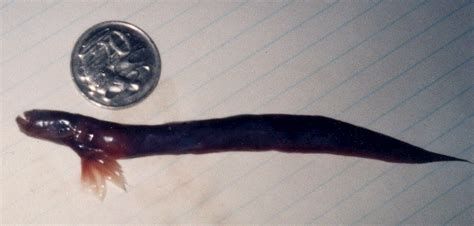 Eel Goby Taenioides Mordax Or Taenioides Purpurascens The Australian