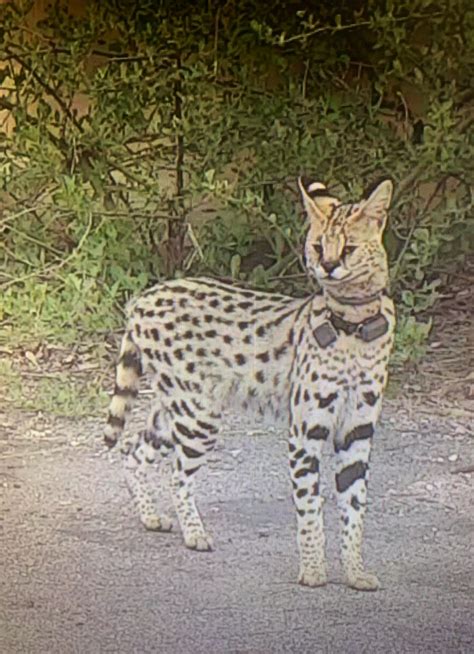 Us Rocky The Escaped African Cat Spotted Again In Virginia Pressfrom