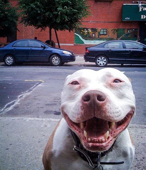 Stray Dog Cant Stop Smiling After Being Rescued Off The Street Ned Hardy
