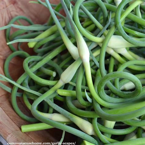Daily Survival Garlic Scapes Tips For Harvest And Use