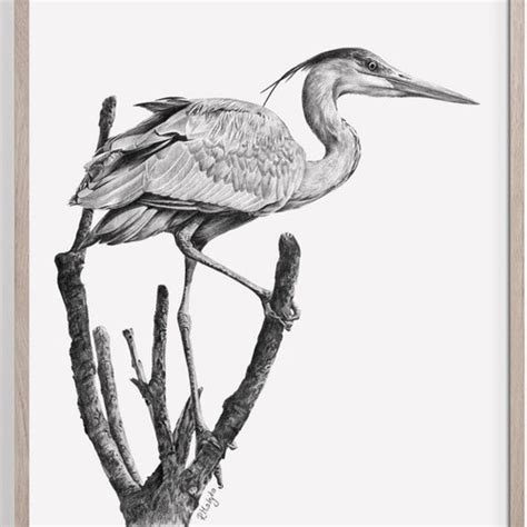 Printable Heron Art Print Great Blue Heron Pencil Drawing Etsy