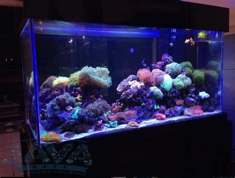 Filter sock bag 150 micron / mikron saringan akuarium air laut tawar: Jasa pembuatan aquarium air laut. Telepon: 0812 9090 9803 ...