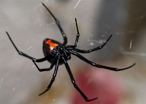 The black widow spider is a large widow spider found throughout the world and commonly associated with urban habitats or agricultural areas. Poisonous Spiders in Georgia: What You Need to Know