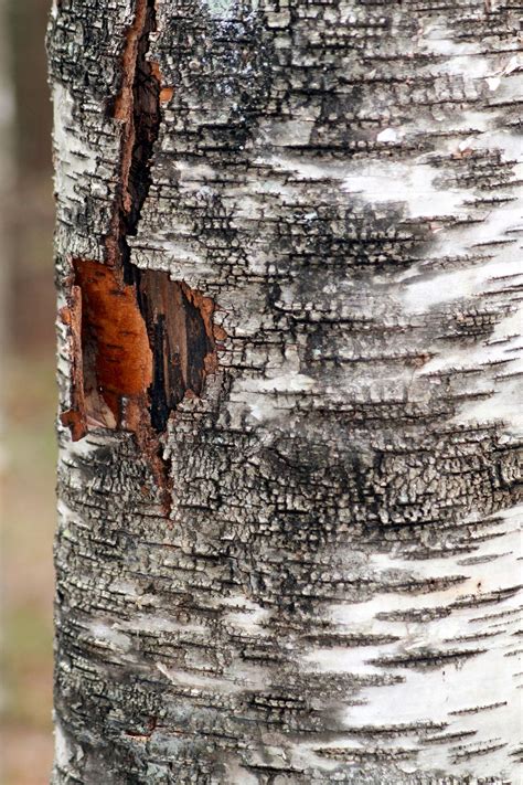 Birch Bark Tree Bark Texture Photography Pictures