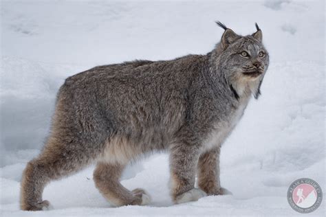 Lynx Of Alaska Alaskaguide