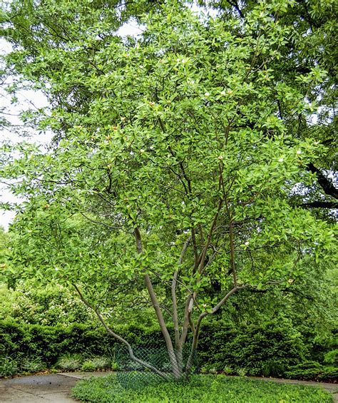 Top 10 Quick Growing Trees Birds And Blooms Magazine