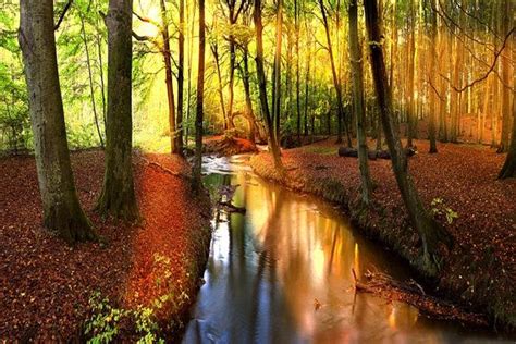 Autumn Forest Creek Large Wall Mural Self Adhesive Vinyl Etsy