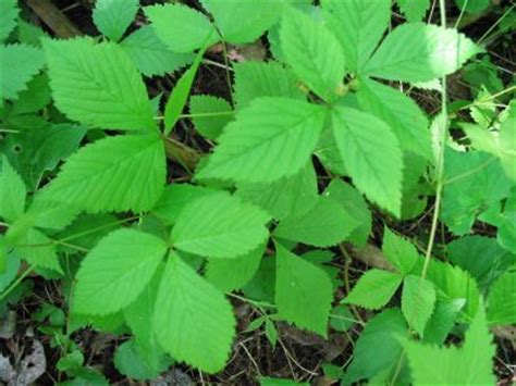 (luckily, i had on long pants.) oh thank you thank you thank you! Poisonous Plants - Poison Ivy Look-Alikes