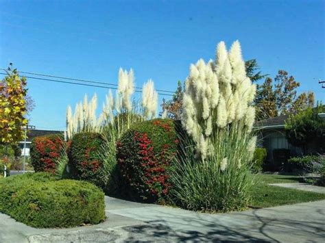 #10 feather reed grass and russian sage. Pampas grass in 2020 | Pampas grass landscape, Ornamental ...