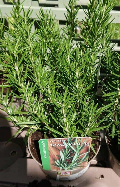 Rosemary Care How To Grow Rosemary In Pots And Containers Gardener