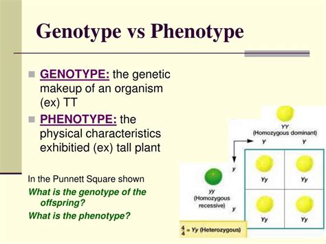 Genotype Vs Phenotype Worksheet