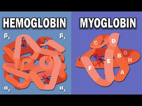 Hemoglobin Structure SKILLMD