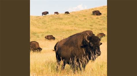Buffalo In The Prairie Youtube