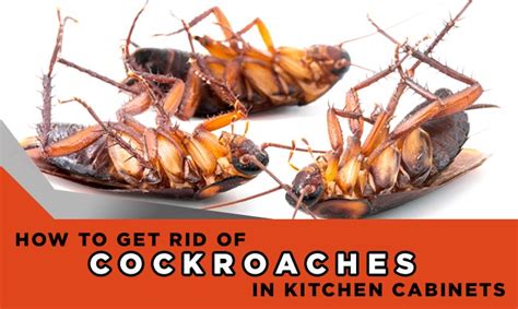 Maybe you would like to learn more about one of these? How to Get Rid of Cockroaches in Kitchen Cabinets? 8 ...