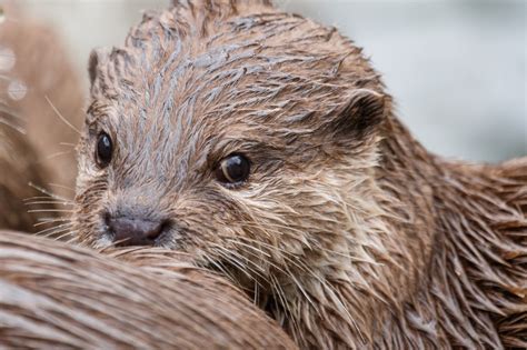 Otter Free Stock Photo Public Domain Pictures