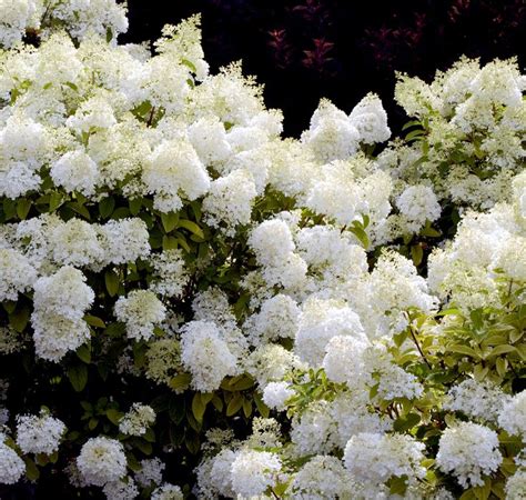 The Most Gorgeous White Hydrangeas For Your Garden In 2020 White