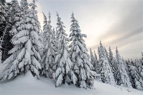 Premium Photo Spruce Trees Covered With Snow In Winter Forest