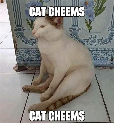 Cat Cheems Cat Cheems Ifunny